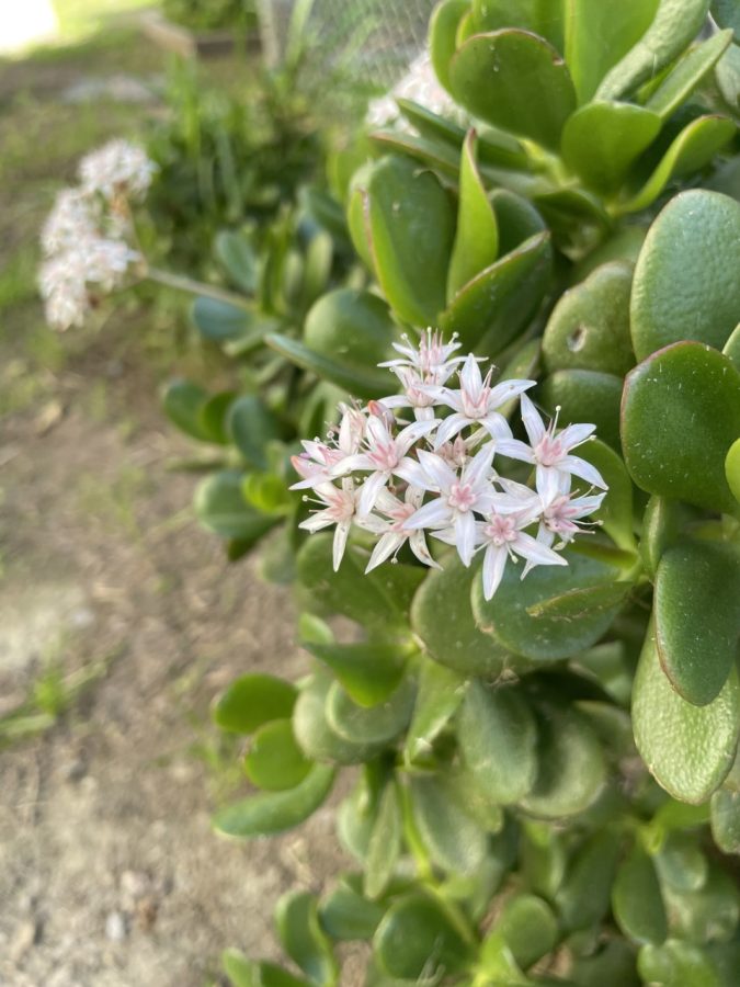 Flower at Lowe's.