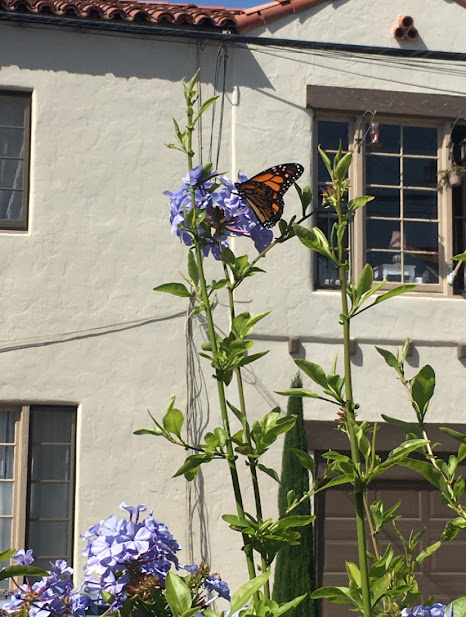 Photo of a butterfly on a flower, showing how we can find nature even in the most urban areas.