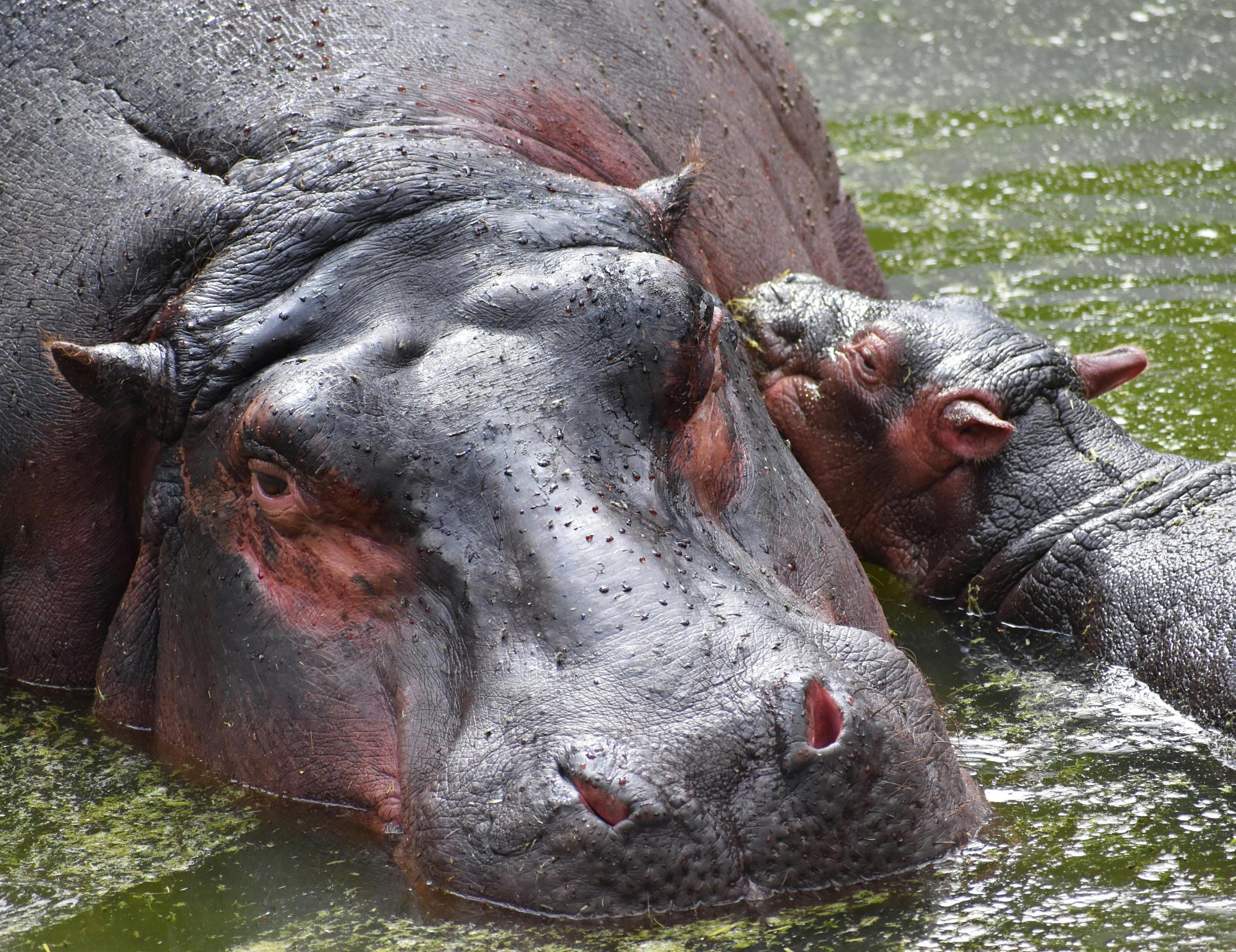 Photo of Hippo courtesy of Pexels