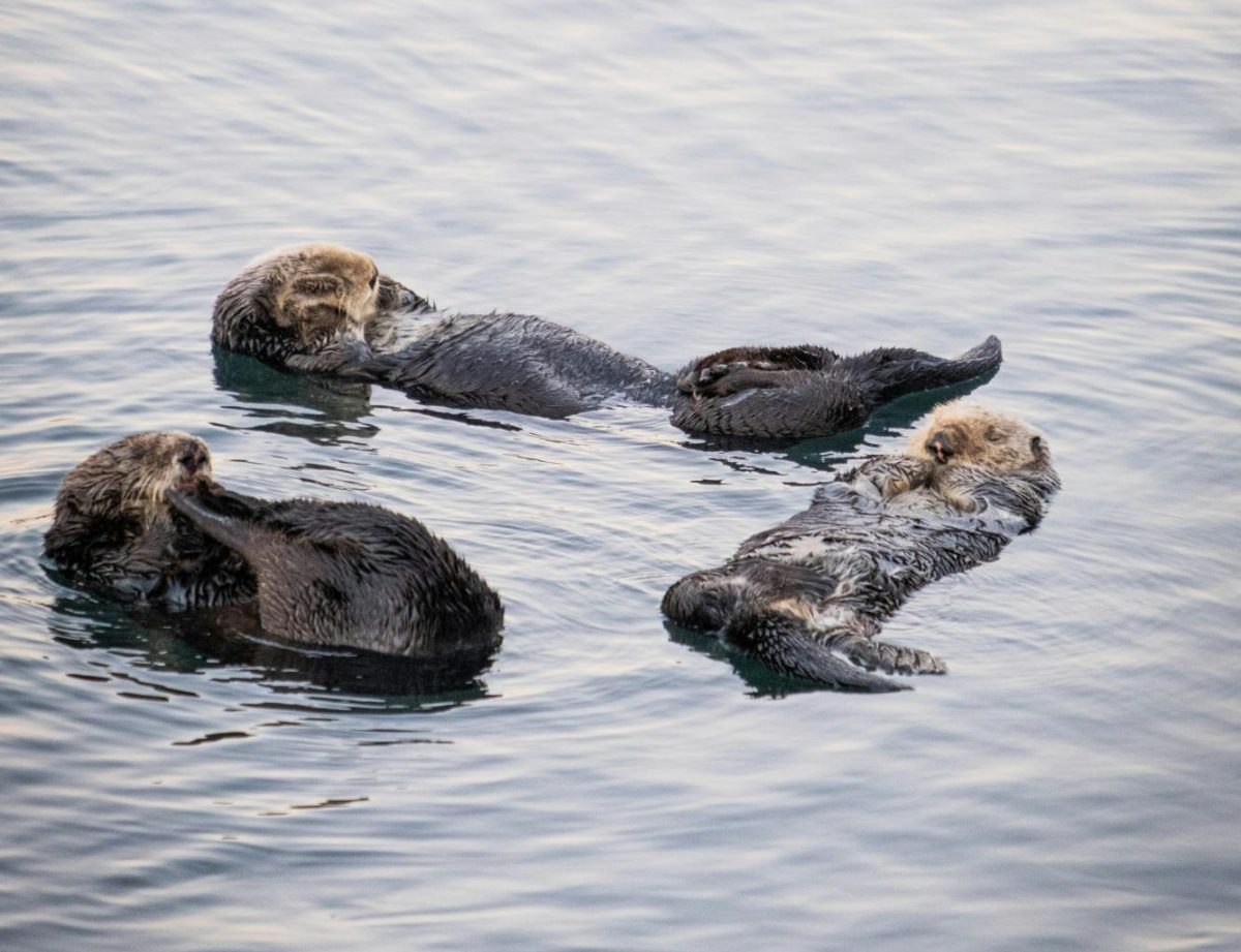 Photo of sea otters courtesy of Pexels