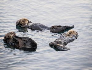 Photo of sea otters courtesy of Pexels