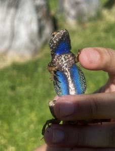 "Blue-Belly Lizard" / Western Fence Lizard